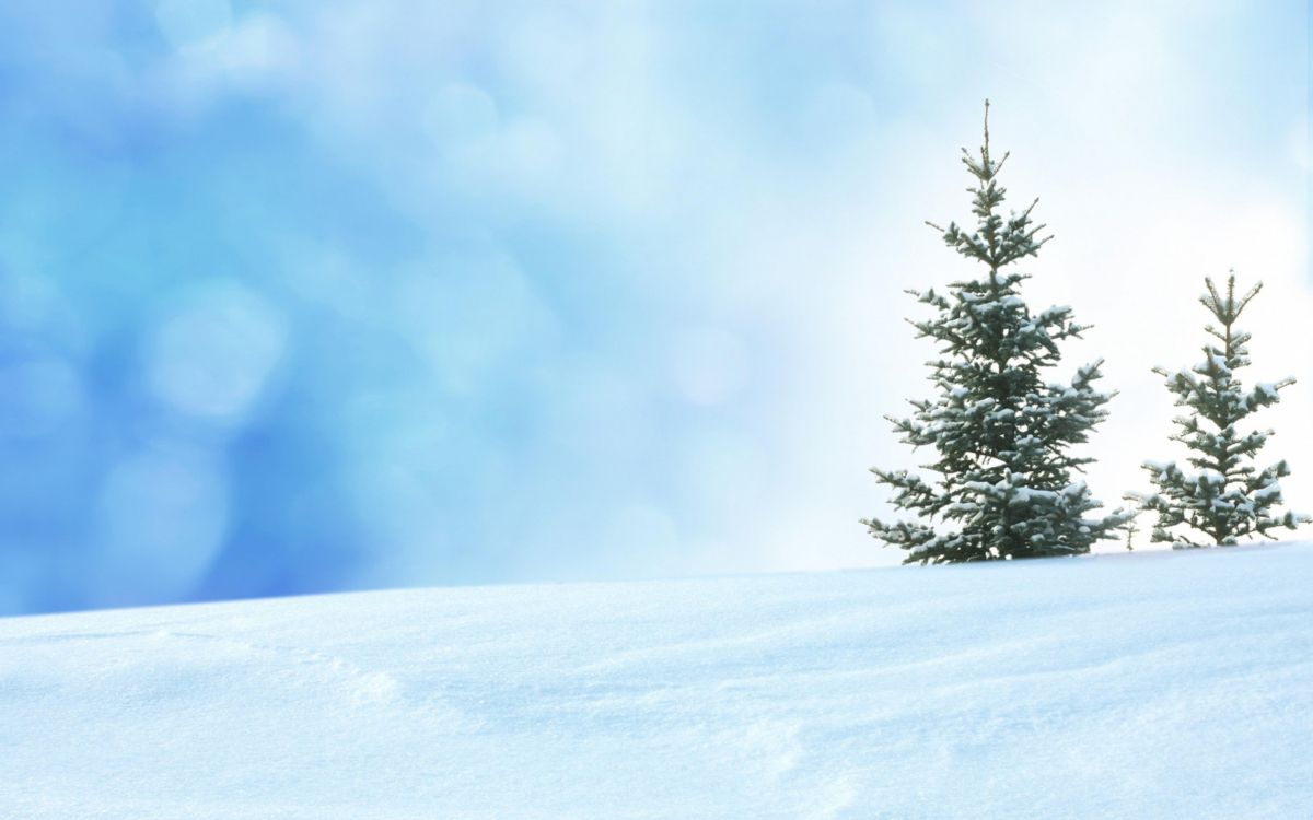 Green Pine Tree Covered With Snow. Wallpaper in 2560x1600 Resolution