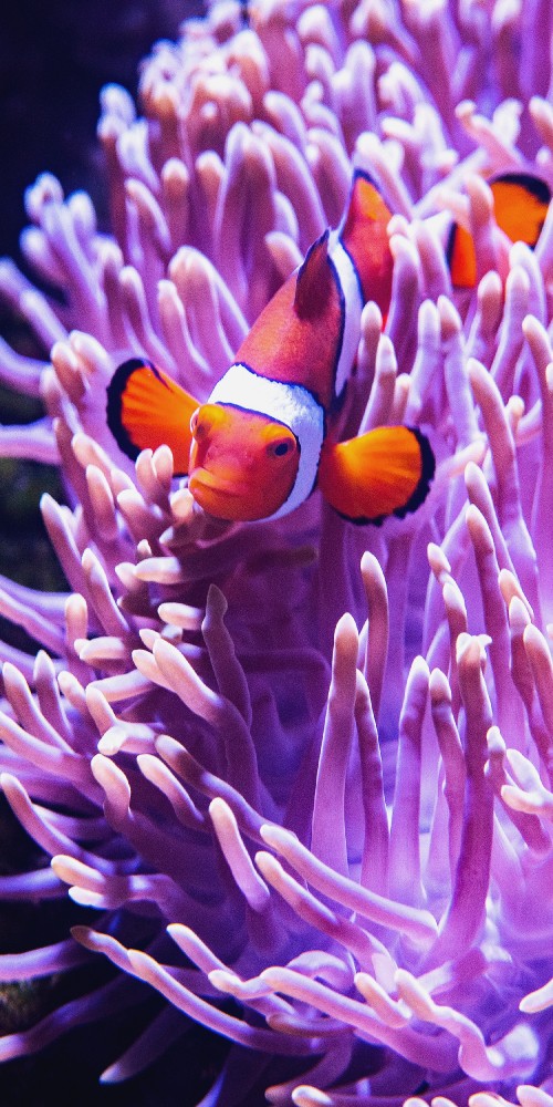  Fondos de Pantalla Coral, Imágenes HD Coral, Descargar Imágenes Gratis