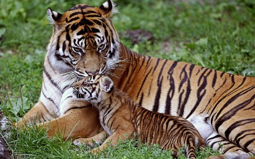 Image brown and black tiger lying on green grass during daytime