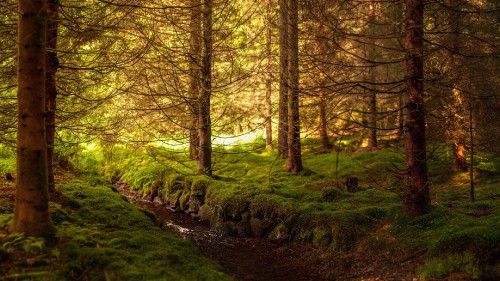 Image brown trees on green grass field during daytime