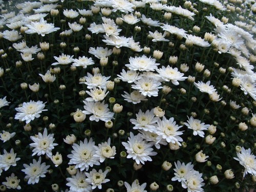 Image white flowers on black and white textile