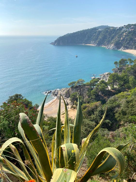 Côte, Végétation, Plante de la Communauté, Plante Terrestre, Baie. Wallpaper in 3024x4032 Resolution