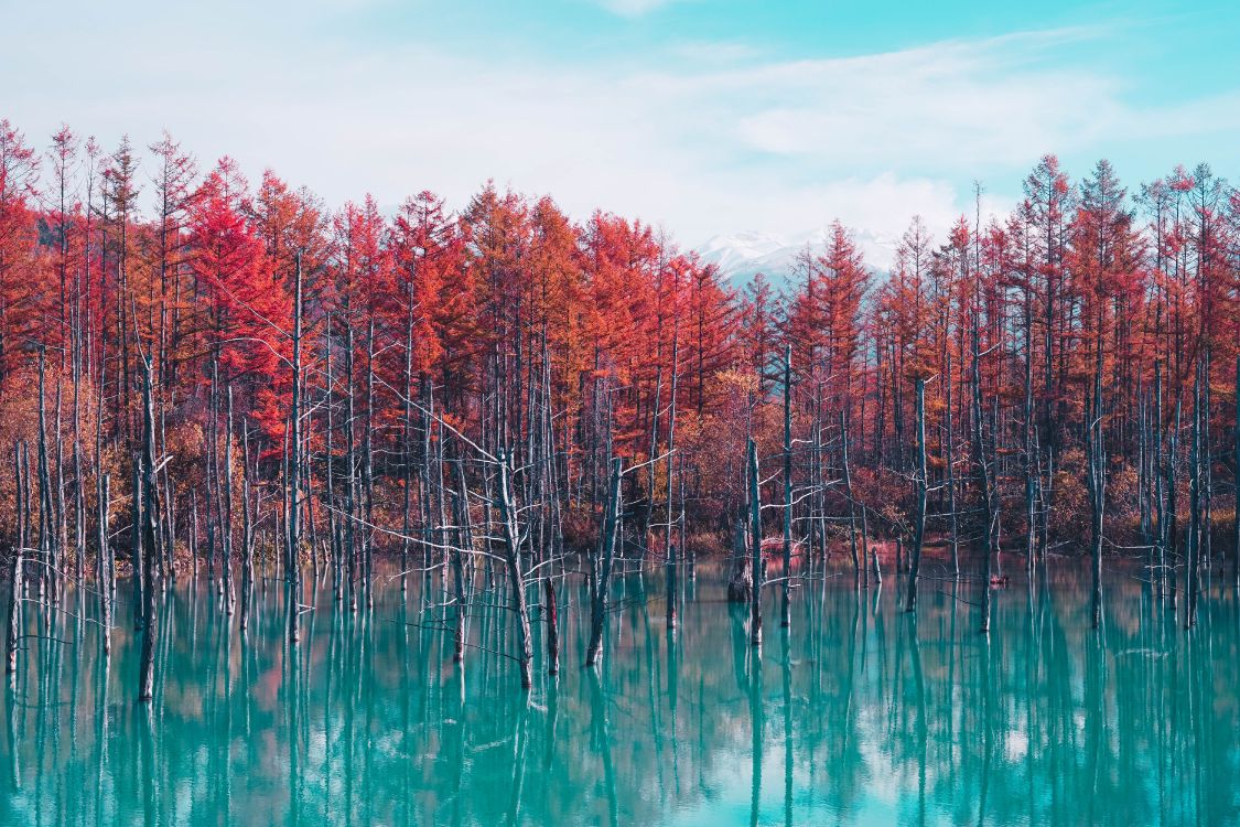 tree, nature, reflection, natural landscape, red