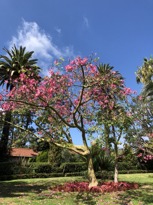 Image tree, flowering plant, cherry blossom, botanical garden, body of water