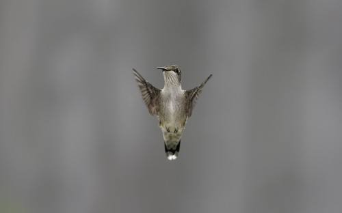 Image brown and black humming bird flying