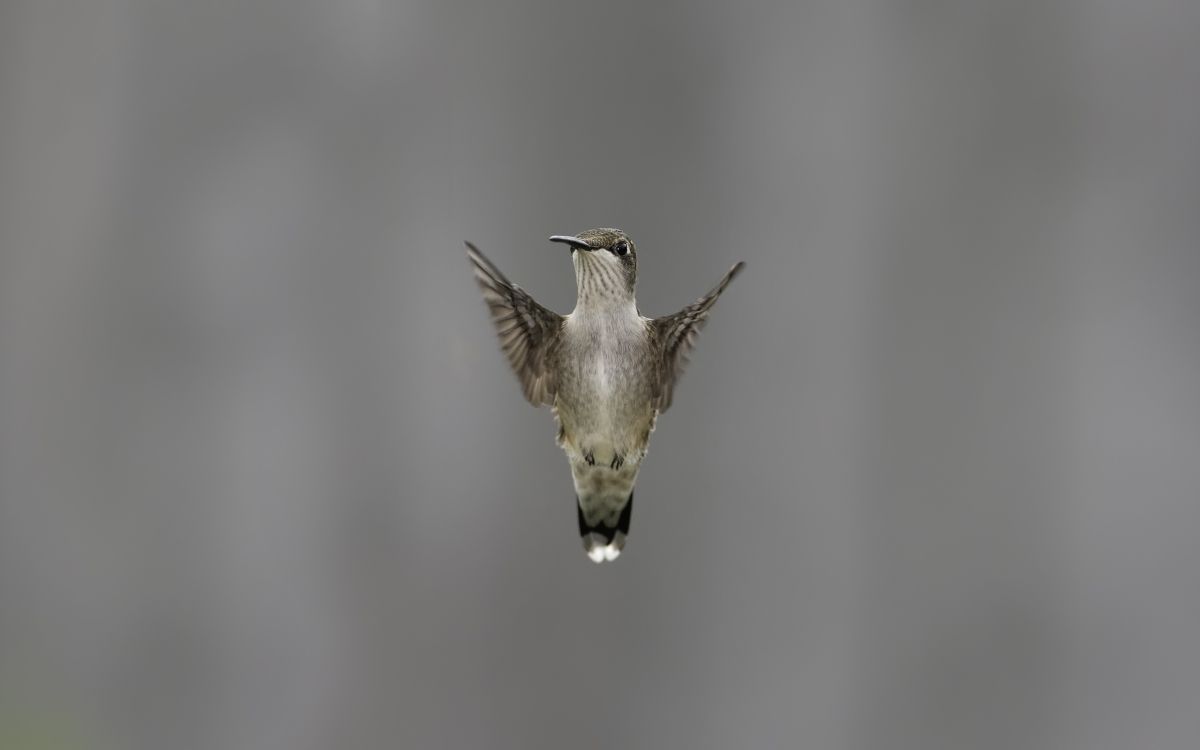 brown and black humming bird flying