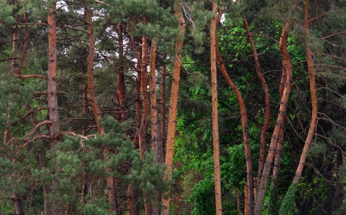 Image green and brown trees during daytime