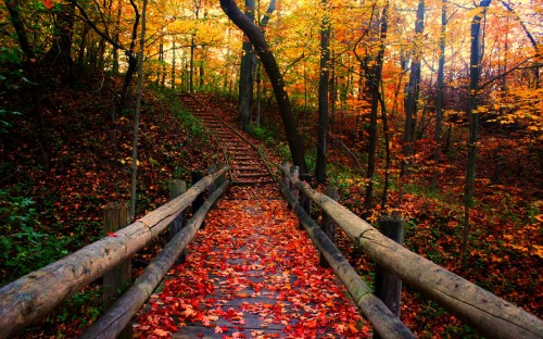 Image brown wooden bridge in forest during daytime