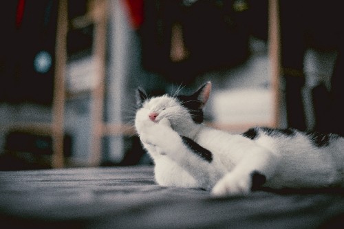 Image white cat lying on gray wooden surface