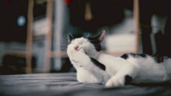 Image white cat lying on gray wooden surface