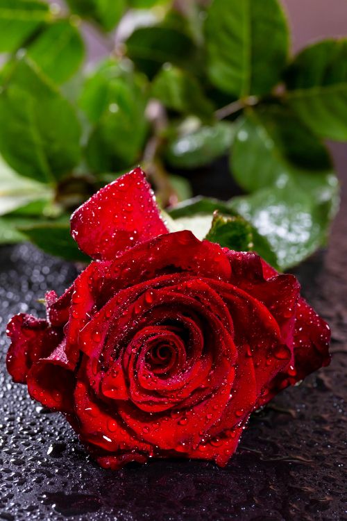 Wallpaper Red Rose on Black Stone, Background - Download Free Image