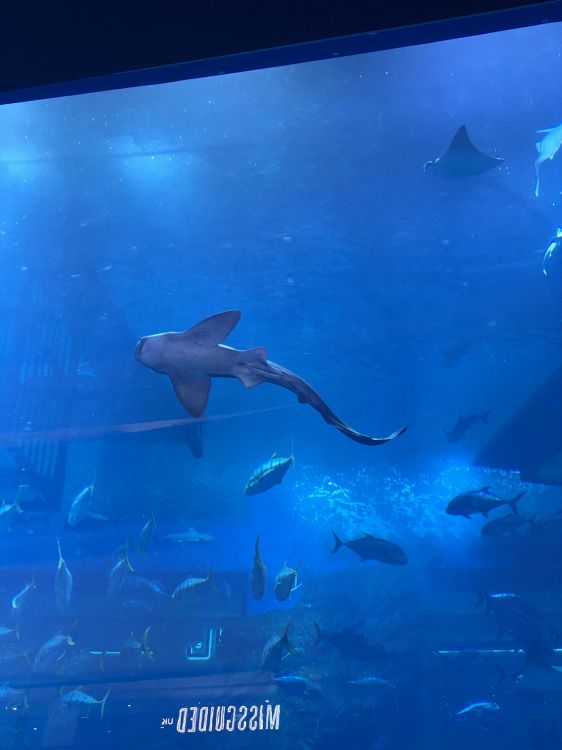 Eau, Sous-marin, Fluide, Nageoire, Poisson. Wallpaper in 1536x2048 Resolution