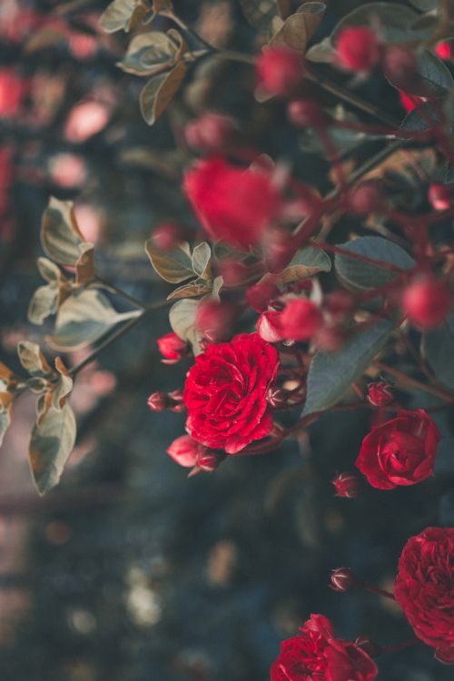 Rote Rose Blüht Tagsüber. Wallpaper in 4000x6000 Resolution