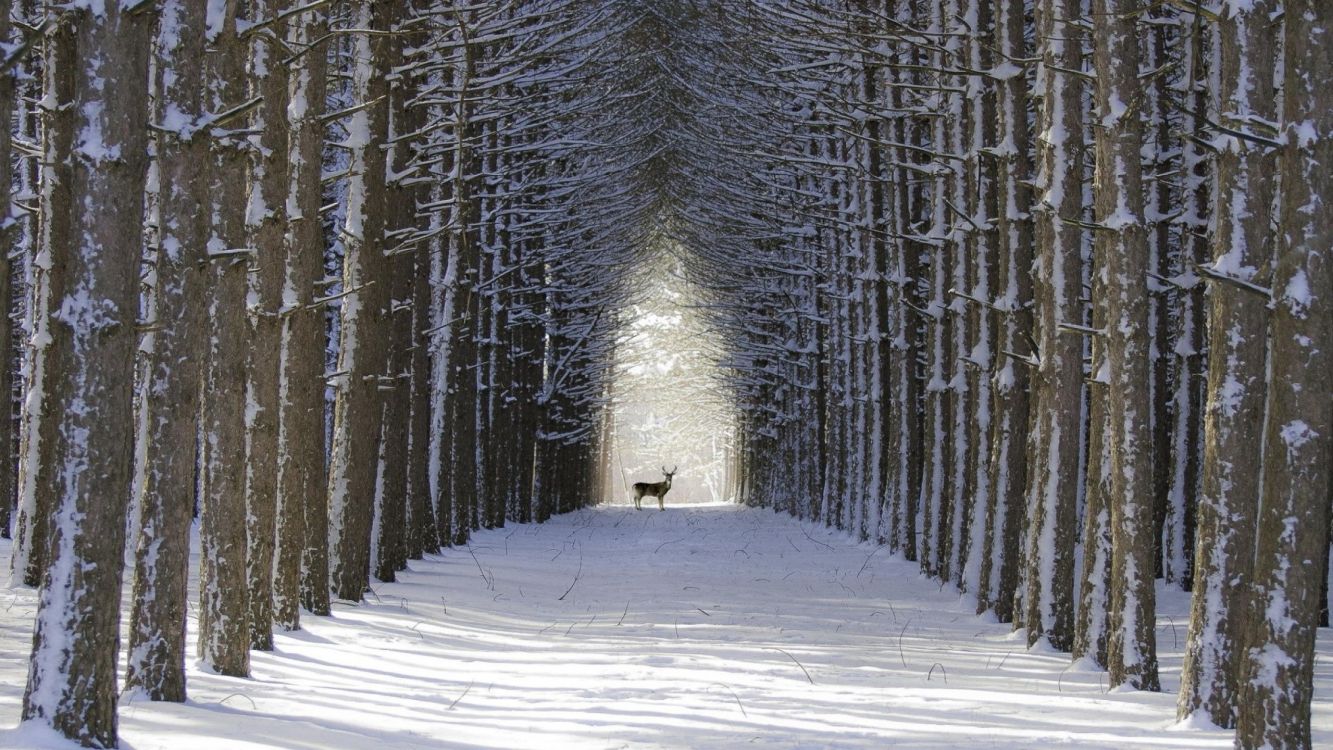 Person im Weißen Kittel, Die Tagsüber Auf Schneebedeckten Pfaden Zwischen Bäumen Geht. Wallpaper in 2560x1440 Resolution