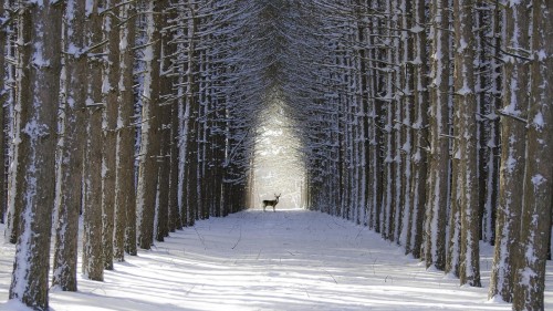 Image person in white coat walking on snow covered pathway between trees during daytime