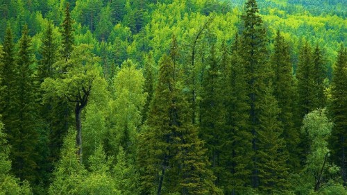 Image green trees on forest during daytime