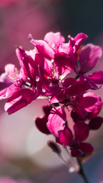 Image pink flower in tilt shift lens