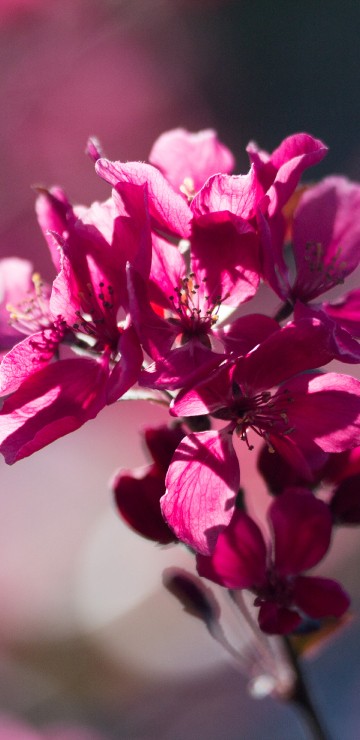 Image pink flower in tilt shift lens