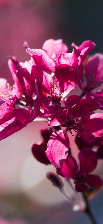 Image pink flower in tilt shift lens