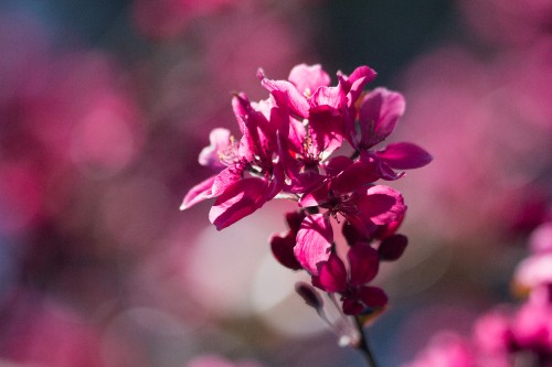 Image pink flower in tilt shift lens