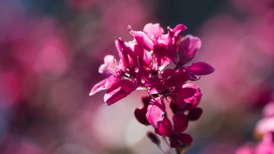 Image pink flower in tilt shift lens