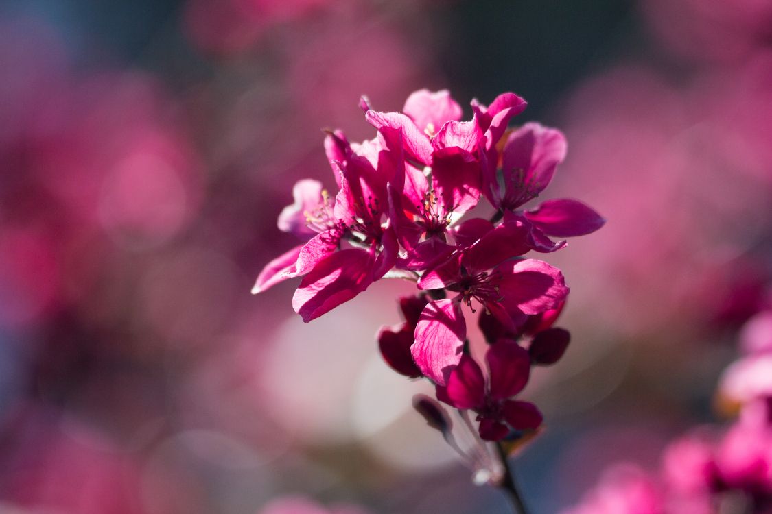 pink flower in tilt shift lens