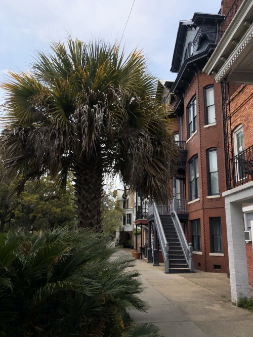 Image window, palm trees, real estate, Stairs, woody plant