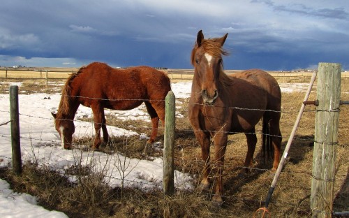 Image brown horse on white field during daytime