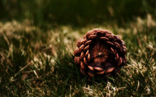 Image brown pine cone on green grass during daytime