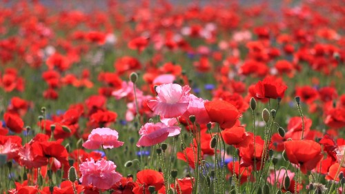 Image flower, flowering plant, red, plant, field