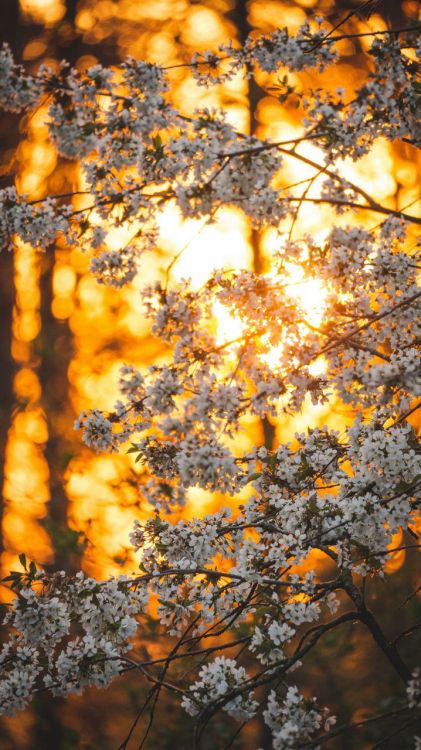 Atmosphère, Les Gens Dans la Nature, Ambre, Paysage Naturel, Environnement Naturel. Wallpaper in 720x1280 Resolution