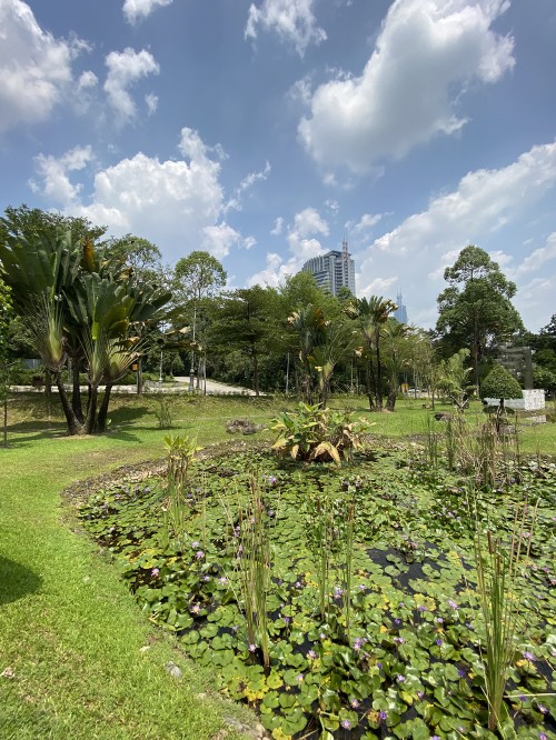 Image vegetation, plant, cloud, tree, land lot