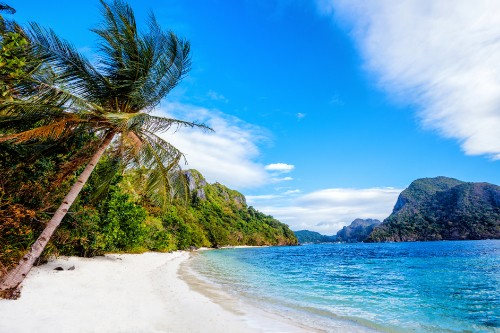 Image green palm tree near body of water during daytime