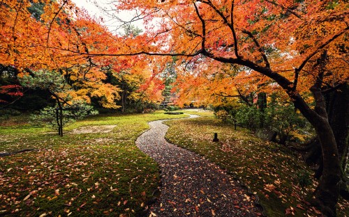 Image brown and orange trees on green grass field during daytime