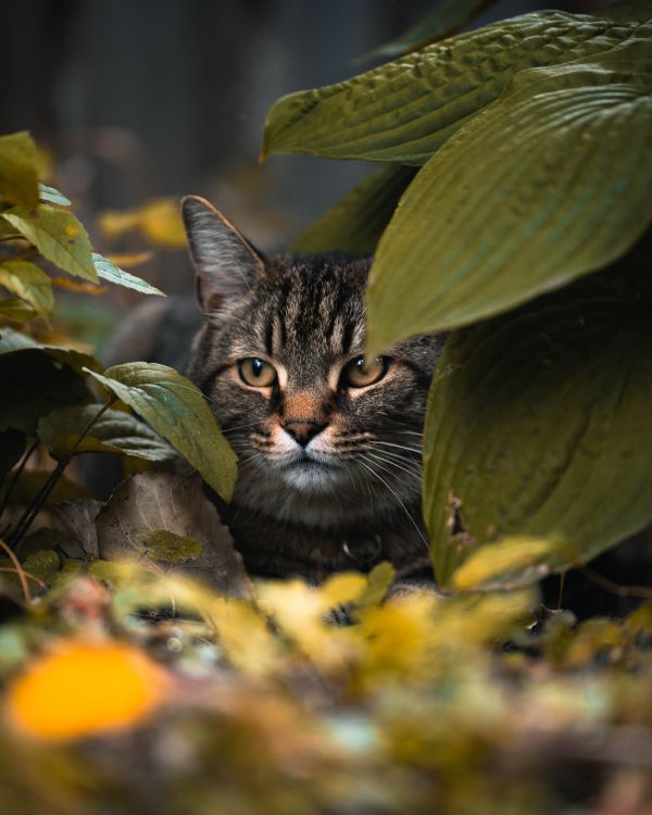 Gato Atigrado Marrón Sobre Hojas Verdes. Wallpaper in 5504x6880 Resolution