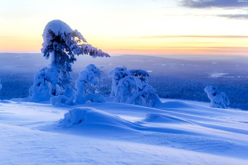 Image snow covered trees on snow covered ground during daytime