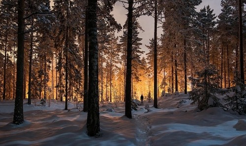 Image brown trees on snow covered ground during daytime