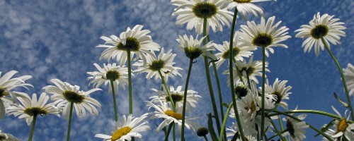 Image white daisy flowers in bloom during daytime