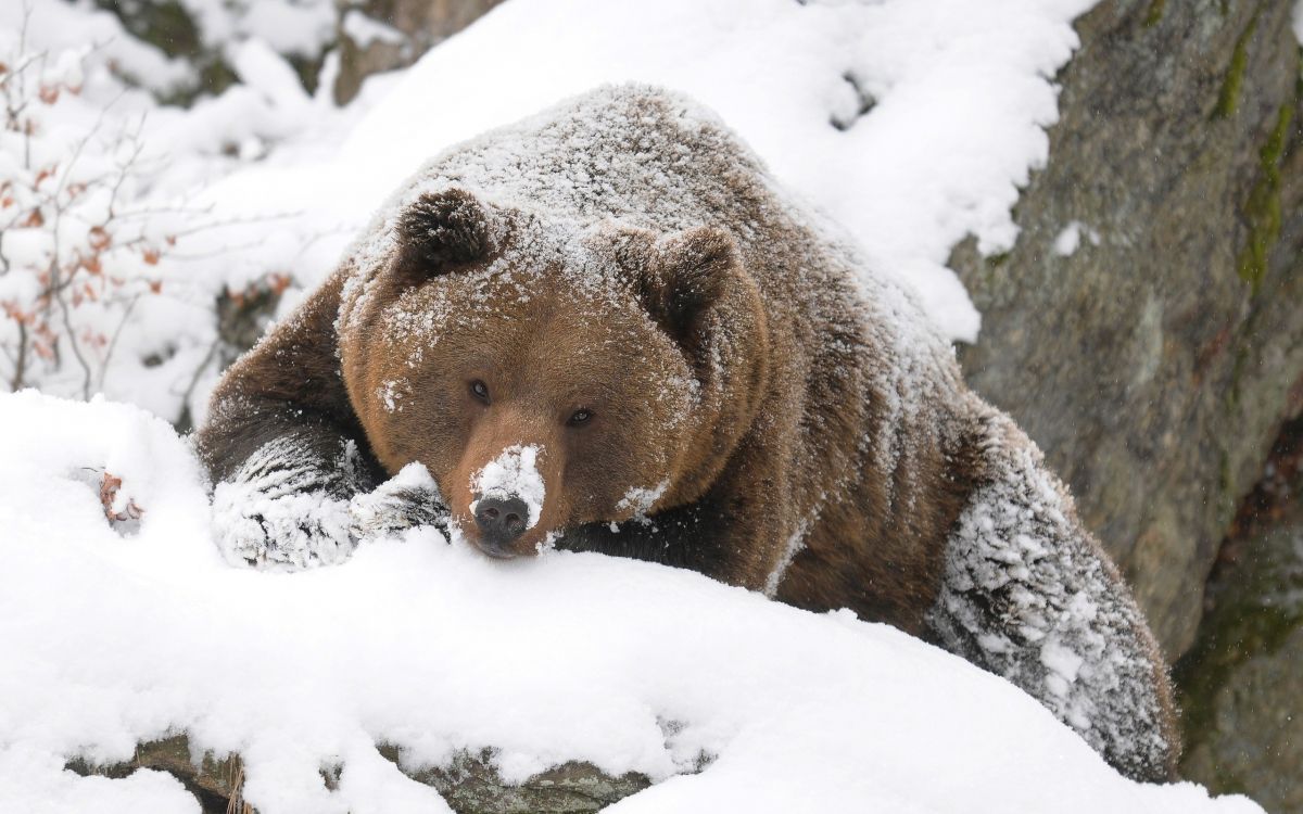 brown bear on snow covered ground during daytime