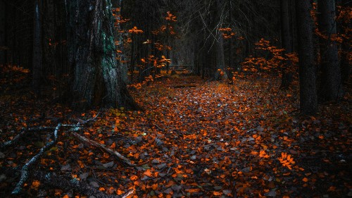 Image nature, deciduous, northern hardwood forest, tree, leaf