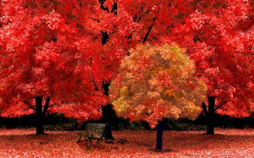 Image black metal bench under red leaf tree