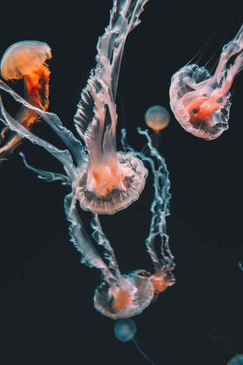 Image blue and white jellyfish in water