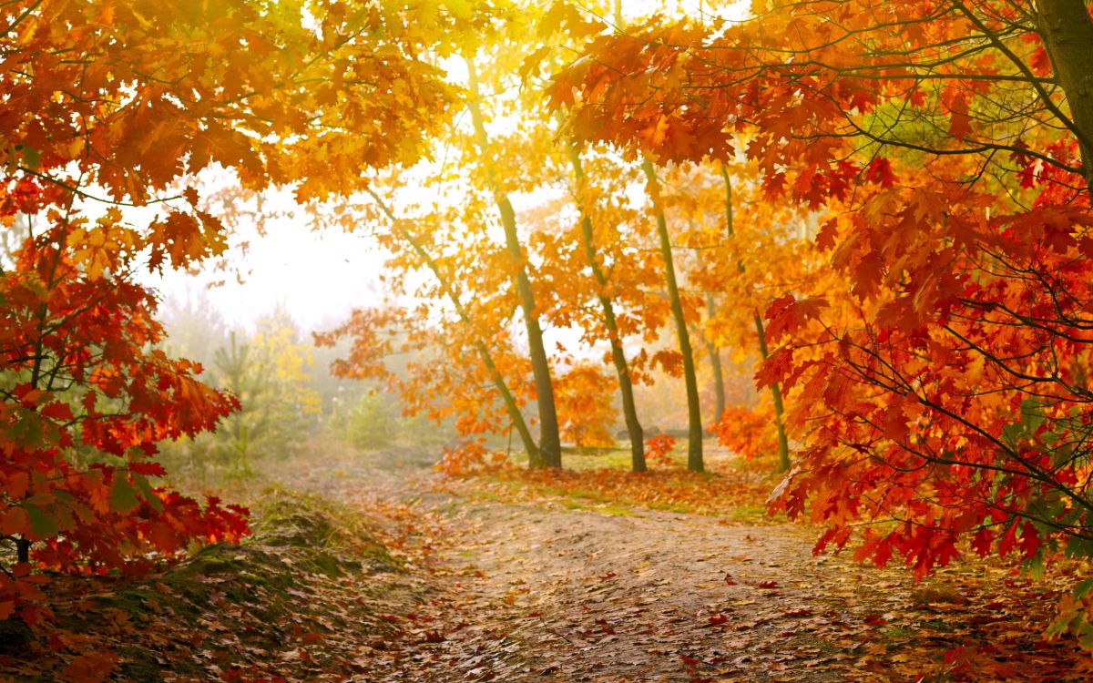 Brown and Green Trees During Daytime. Wallpaper in 2560x1600 Resolution