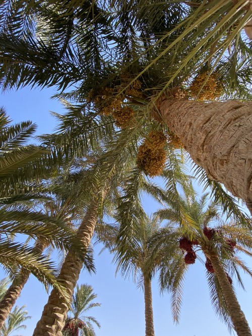 Image Date palm, Plants, coconut, Babassu, branch