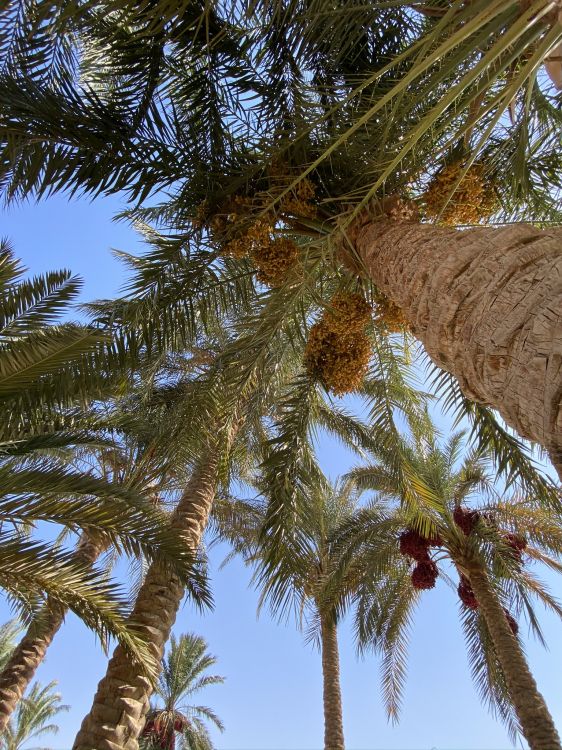 Date palm, Plants, coconut, Babassu, branch