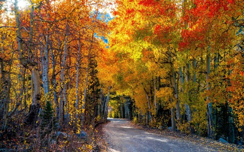 Image brown and green trees on the side of the road