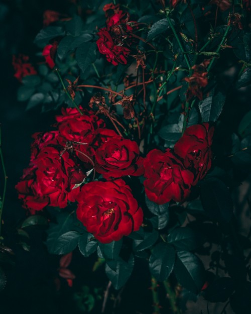 Image red roses in close up photography