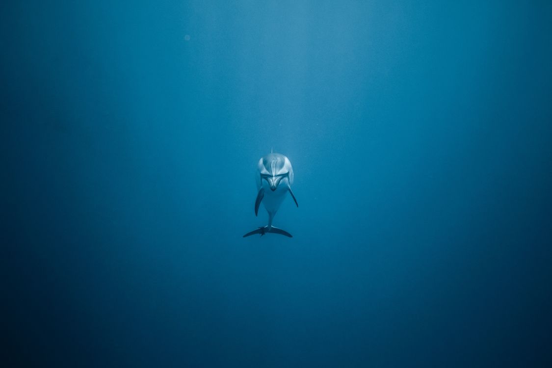 Woman in Black and White Bikini Swimming in The Sea. Wallpaper in 5373x3582 Resolution