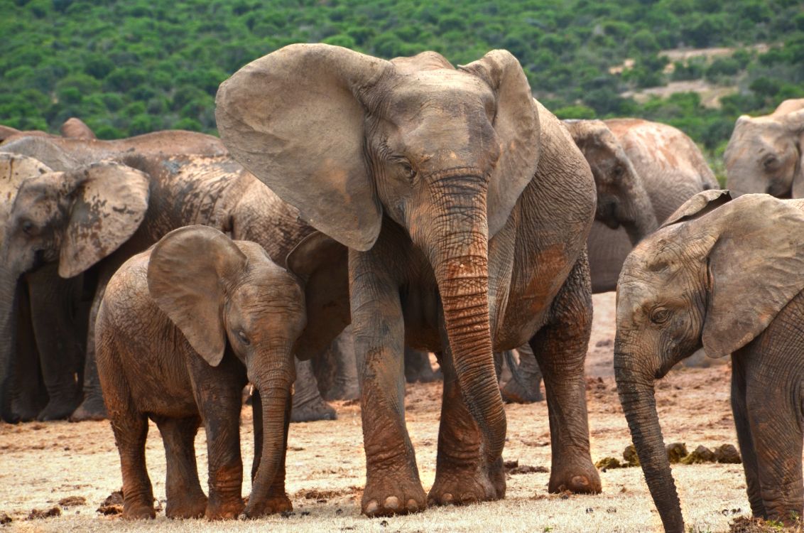非洲丛林中的大象, 大象和猛犸象, 陆地动物, 野生动物, 印度大象 壁纸 4928x3264 允许