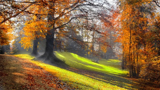 Image brown trees on green grass field during daytime